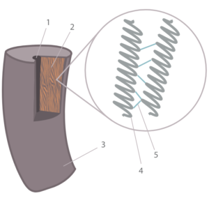 Aufbau des menschlichen Haars: 1. Medulla, 2. Cortex, 3. Cuticula, 4. Keratin α-Helix, 5. Disulfidbrücke